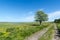 Lone tree by a dirt road in a beautiful coastland by springtime