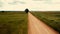 Lone tree and dirt roads in Eastern Plains of Colorado