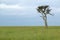 Lone tree at dusk in grasslands in Masai Mara in Kenya, Africa