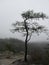 Lone Tree on the Edge of a Tennessee Bluff