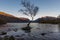 The lone tree on evening, Llanberis, North Wales Autumn light