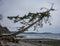 Lone tree fallen across beach