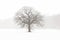 Lone Tree in a Farm Field in a Winter Snow Storm