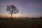 Lone tree and Ferrybridge Power Station