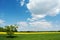 Lone tree in a field