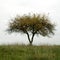 Lone tree in field