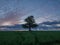 Lone Tree in Field