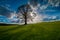 Lone tree in a field backlit by the sun