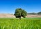 A lone tree in a field in a mountainous area. A clear blue sky.