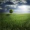Lone Tree in Field with Storm