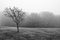 Lone Tree in Fog