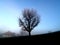 Lone Tree in Foggy Field