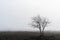 Lone tree in a foggy landscape