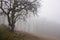 Lone tree in foggy weat