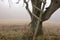 Lone tree in foggy weat