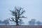 Lone tree in a frosty field at twilight