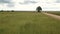 Lone Tree In Grassy Field Footage 