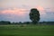 Lone tree in green landscape with pink storm clouds in the distance