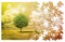 Lone tree in a green meadow - environmental conservation concept in jigsaw puzzle shape