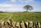 Lone tree on Grindon Moor, Derbyshire