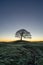 Lone tree on Grindon Moor, Staffordshire, White Peak, Peak District