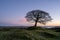 Lone tree on Grindon Moor, Staffordshire, White Peak, Peak District