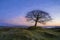 Lone tree on Grindon Moor, Staffordshire, White Peak, Peak District