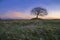 Lone tree on Grindon Moor, Staffordshire, White Peak, Peak District