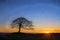 Lone tree on Grindon Moor, Staffordshire, White Peak, Peak District