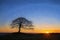 Lone tree on Grindon Moor, Staffordshire, White Peak, Peak District