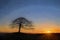 Lone tree on Grindon Moor, Staffordshire, White Peak, Peak District