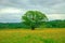 Lone tree growing in a field