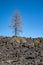 Lone tree growing out of the lava rock at Lava Lands - Newberry Volcano National Monument in Oregon