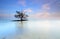 Lone tree growing right in the middle of a lake at dusk with a b