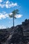 Lone tree grows in black volcanic rock in Newberry Volcano National Monument and Lava Lands