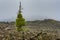 Lone tree grows out of Lava Rock McKenzie Pass