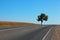 Lone tree by the highway against blue sky