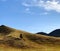 Lone tree on hill.