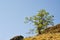 Lone tree on a hill near Catherine Creek in the Columbia River Gor