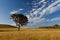 Lone tree at Kaikoura Peninsula Walkway, New Zealand