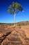 Lone Tree - Kings Canyon, Australia