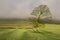 Lone tree in lifting mist