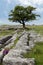 Lone tree with Limestone pavement