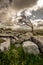 Lone tree on a limestone pavement with Ingleborough in the background