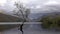 Lone Tree at Llanberis, Snowdonia National Park - Wales,United Kingdom