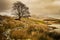 A lone tree by Llyn Dywarchen in the Snowdonia National Park. a moody Mount Snowdon is in the distance.