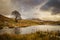 A lone tree by Llyn Dywarchen in the Snowdonia National Park. a snow capped Mount Snowdon is in the distance.