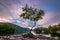 The Lone Tree at Llyn Padarn in Wales at dawn with the sunrise in the sky