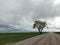 Lone tree on a lonely road.