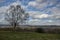 Lone tree looks over wide-open countryside